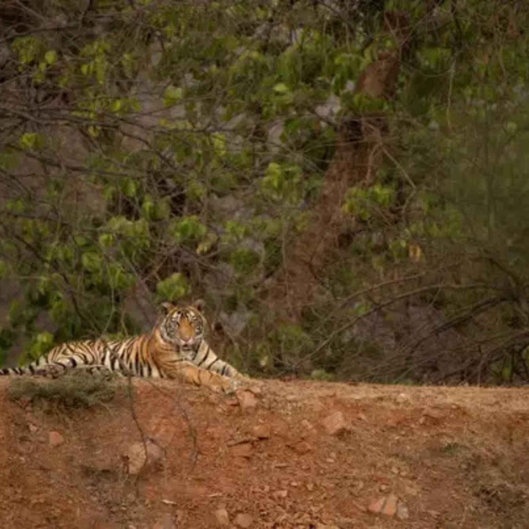 El 60% de la población global de tigres vive en India. Fuente: Unsplash